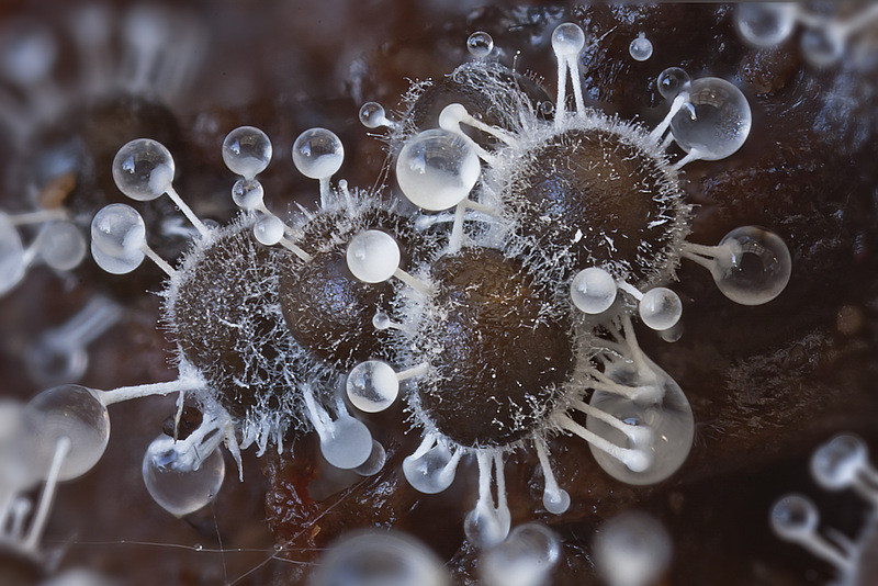 Polycephalomyces tomentosus (door Gerben Winkel)