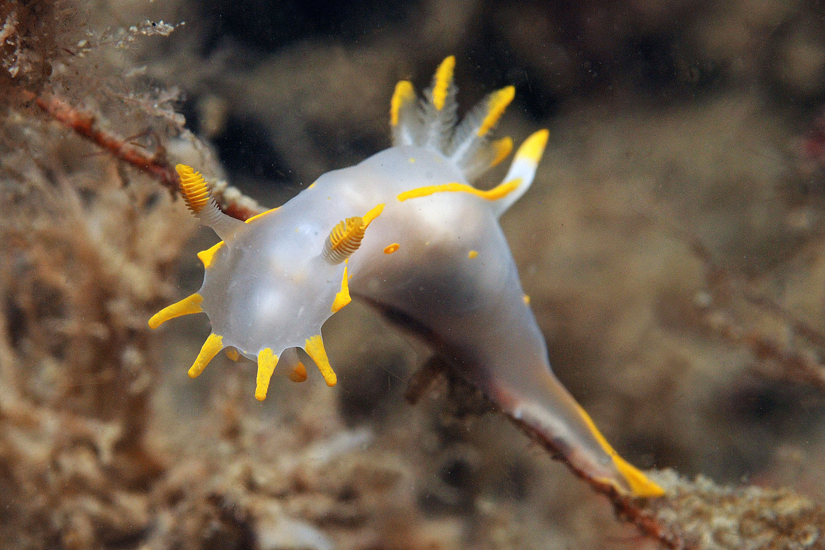 Polycera quadrilineata (door Floor Driessen)