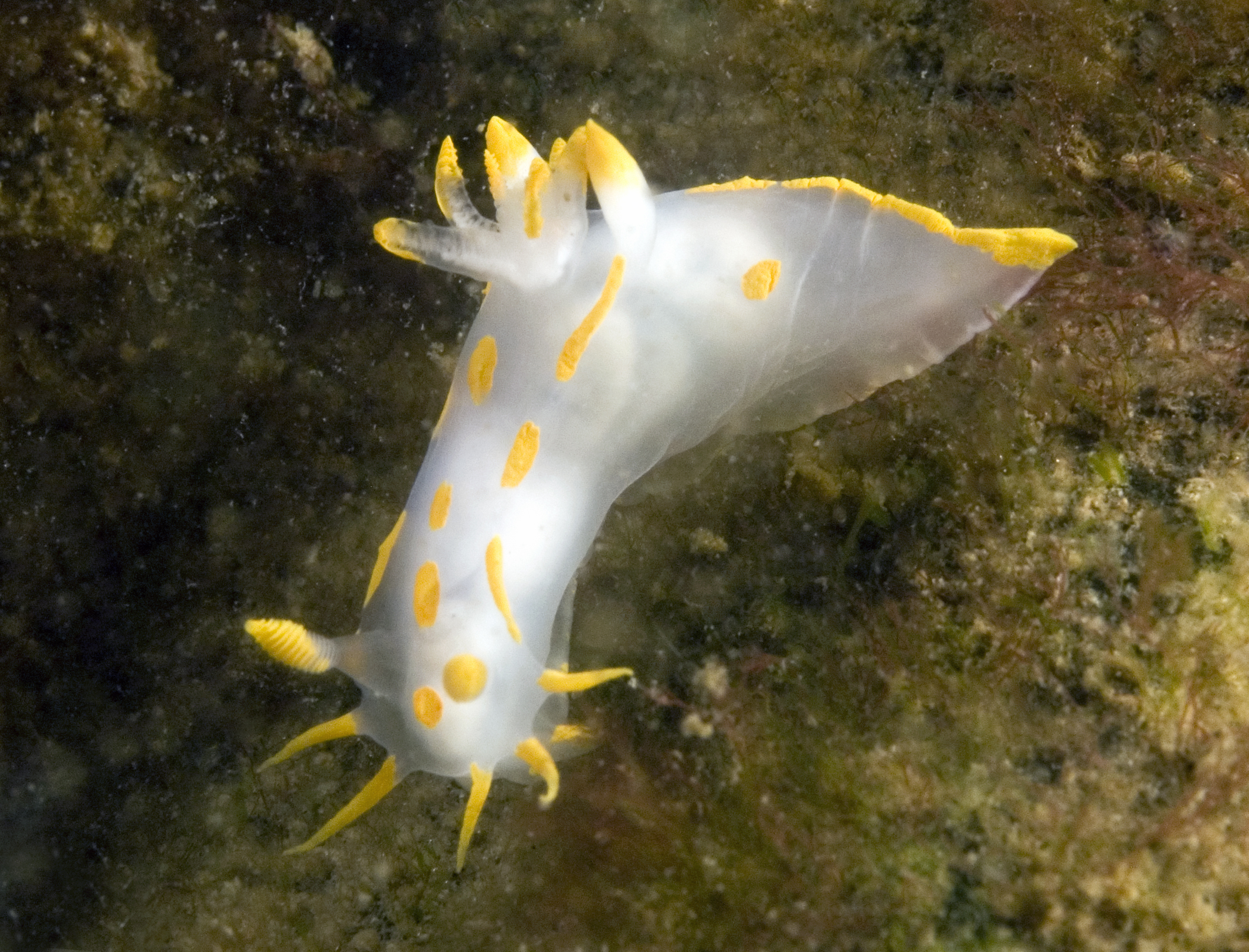 Polycera quadrilineata (door Marion Haarsma)