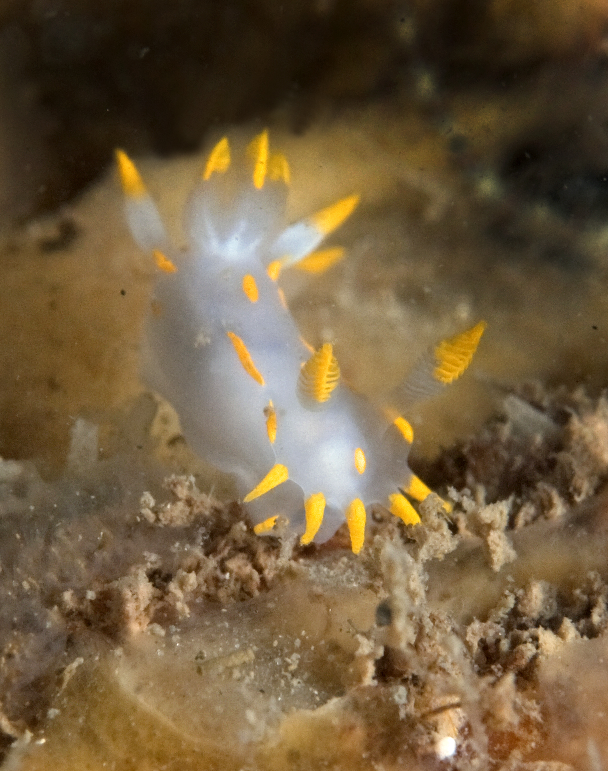 Polycera quadrilineata (door Marion Haarsma)