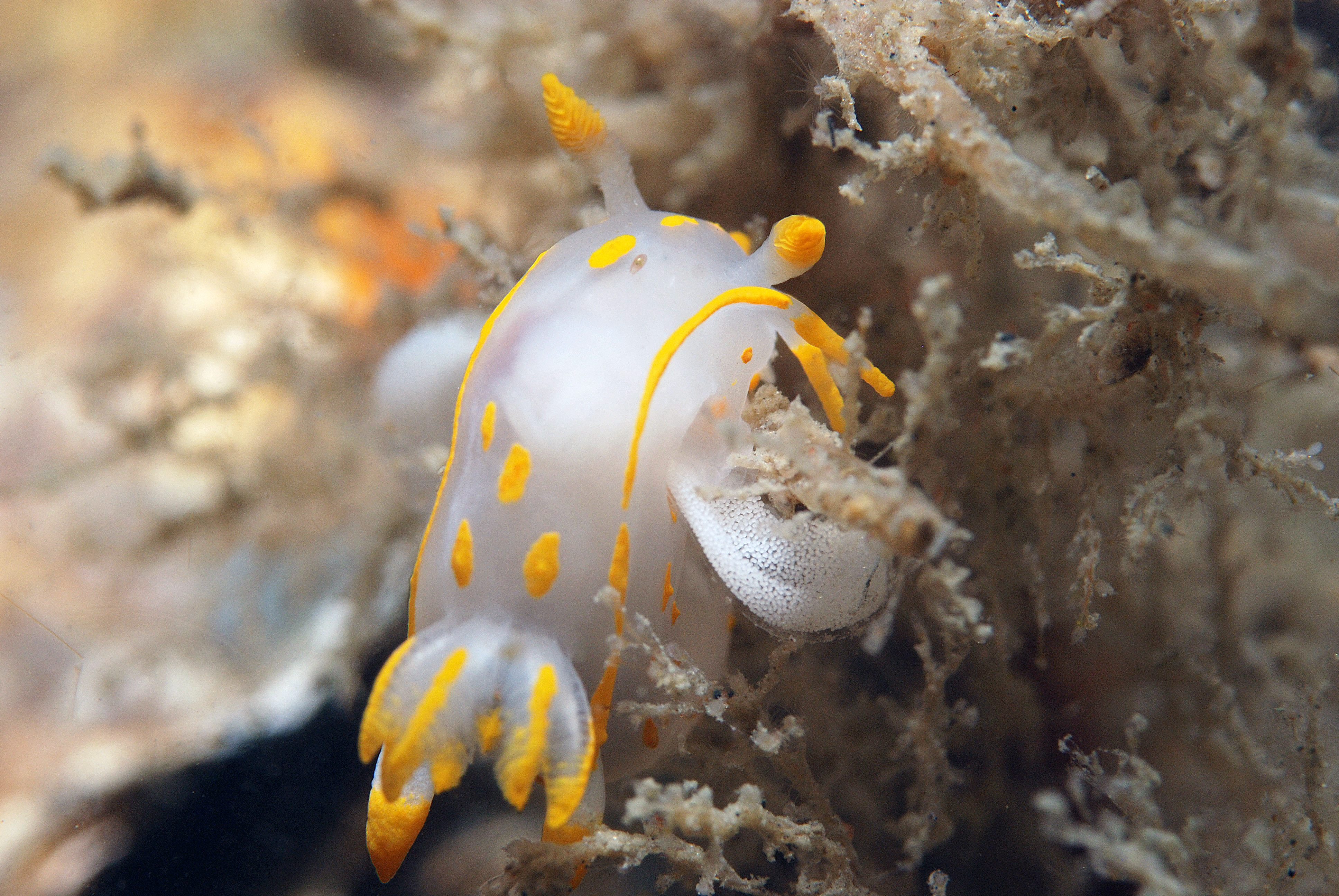 Polycera quadrilineata (door Floor Driessen)