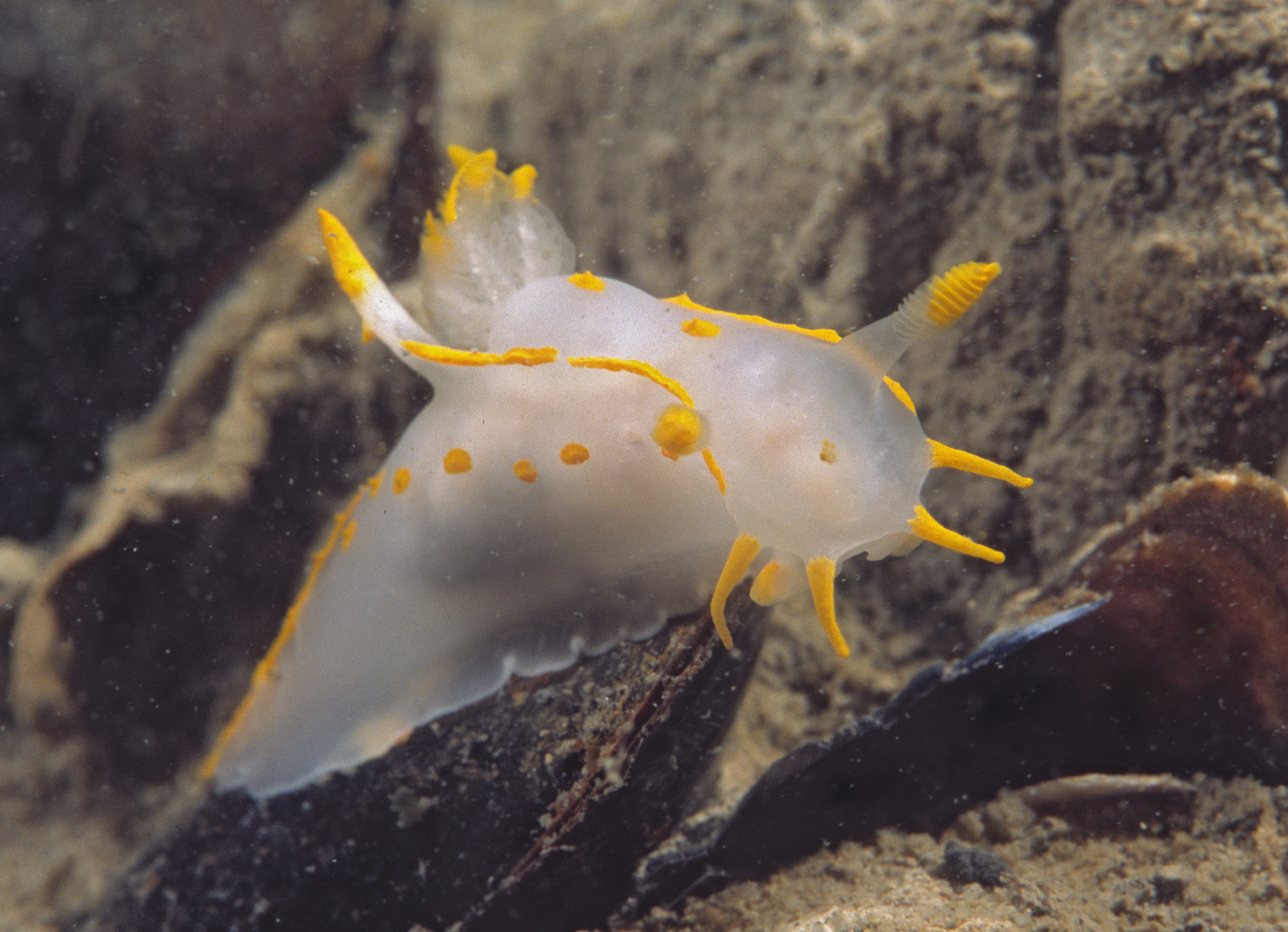 Polycera quadrilineata (door Marion Haarsma)