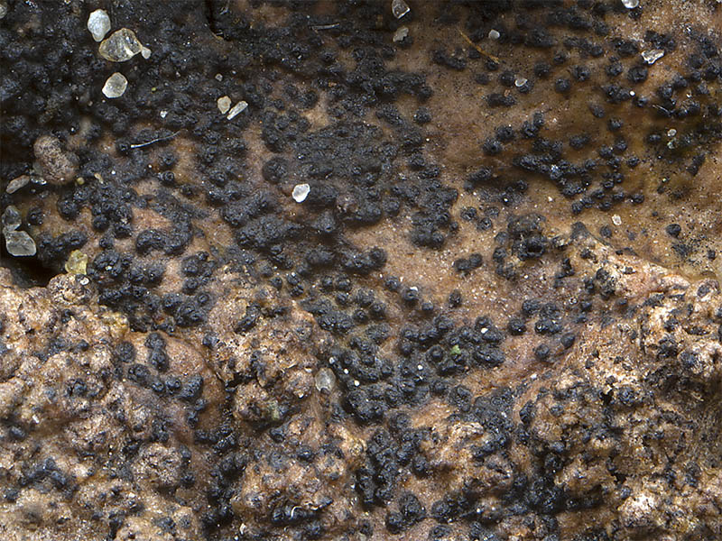 Polycoccum peltigerae (door Bart Horvers)
