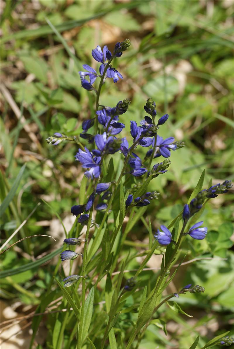 Polygala comosa (door Adrie van Heerden)