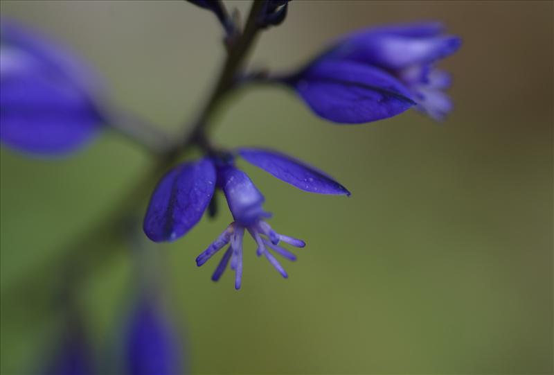 Polygala comosa (door Adrie van Heerden)