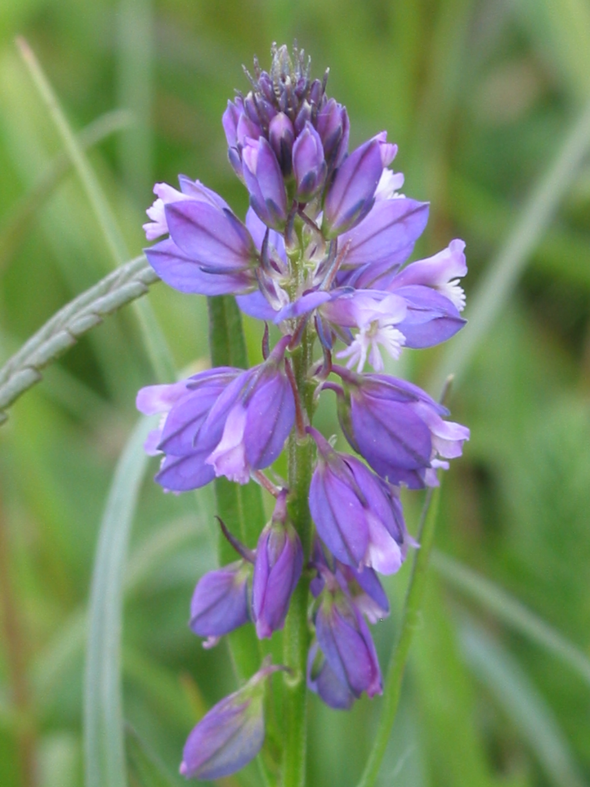 Polygala comosa (door Gertjan van Mill)