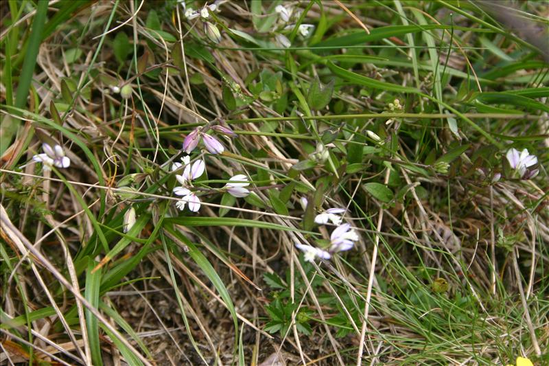 Polygala serpyllifolia (door Niels Jeurink)