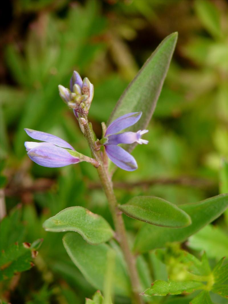 Polygala serpyllifolia (door Adrie van Heerden)