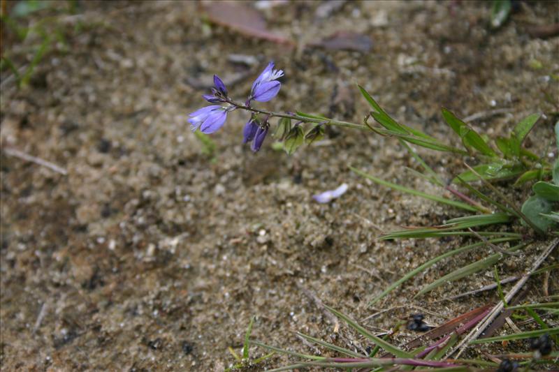 Polygala vulgaris (door Niels Jeurink)