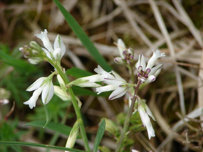 Polygala vulgaris (door Adrie van Heerden)