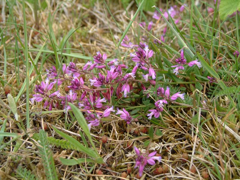 Polygala vulgaris (door Adrie van Heerden)