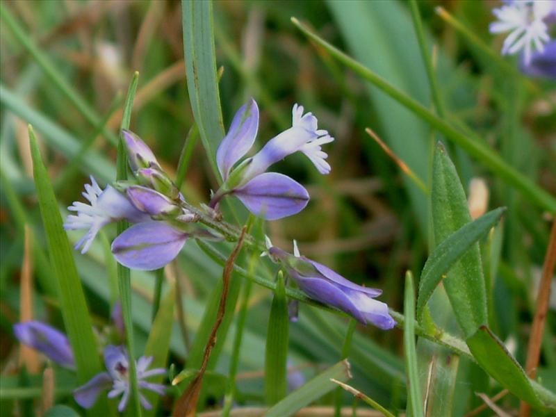 Polygala vulgaris (door Adrie van Heerden)