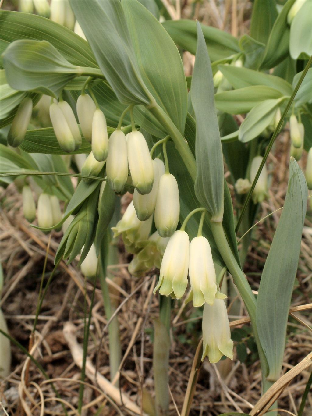 Polygonatum odoratum (door Adrie van Heerden)