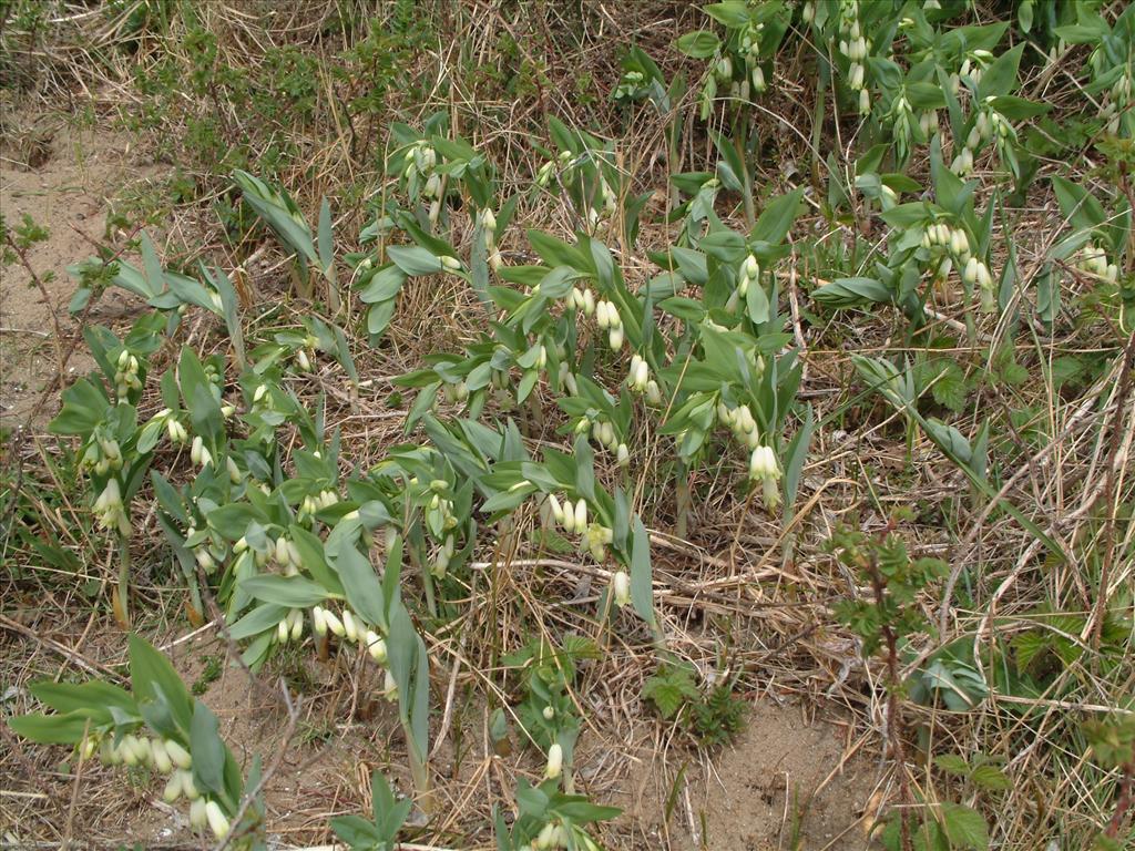 Polygonatum odoratum (door Adrie van Heerden)