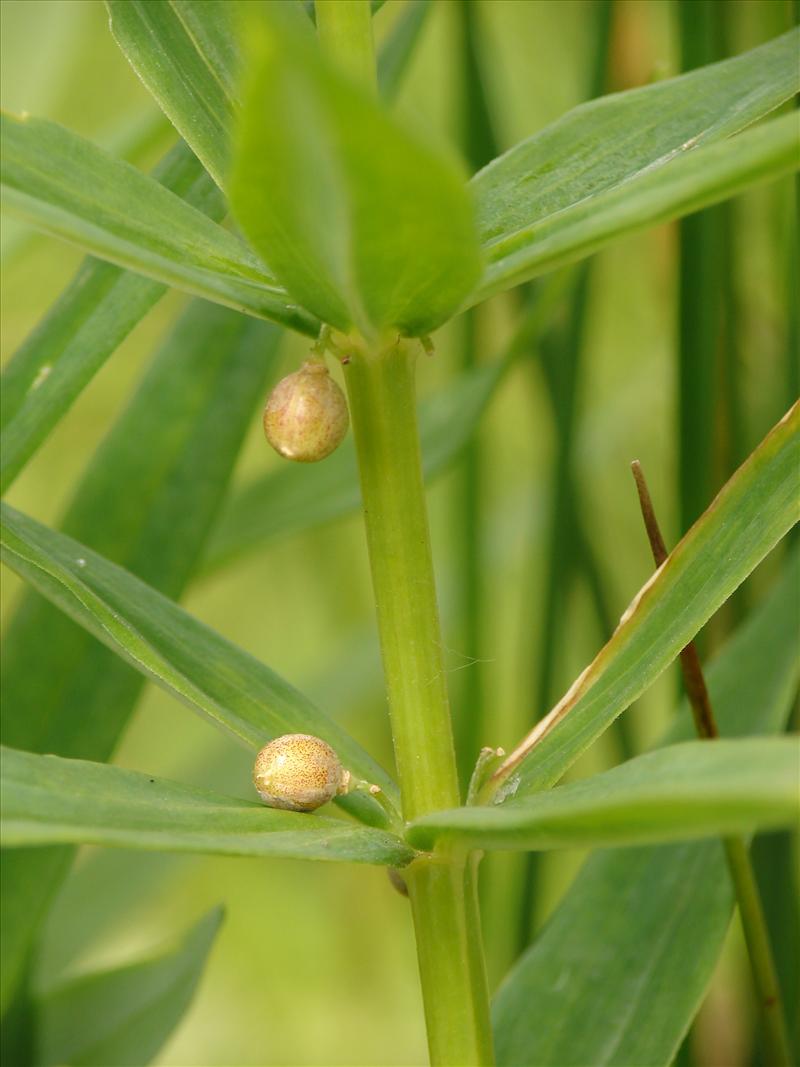 Polygonatum verticillatum (door Adrie van Heerden)