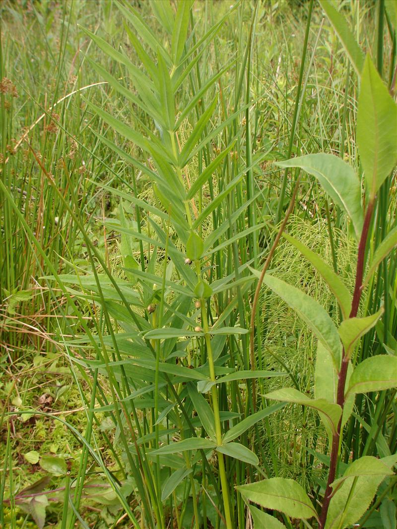 Polygonatum verticillatum (door Adrie van Heerden)