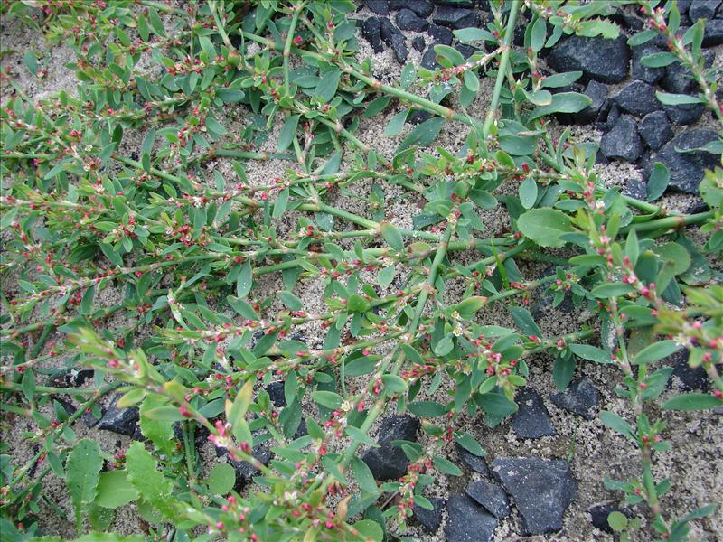 Polygonum aviculare (door Adrie van Heerden)