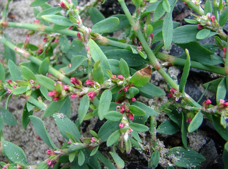 Polygonum aviculare (door Adrie van Heerden)