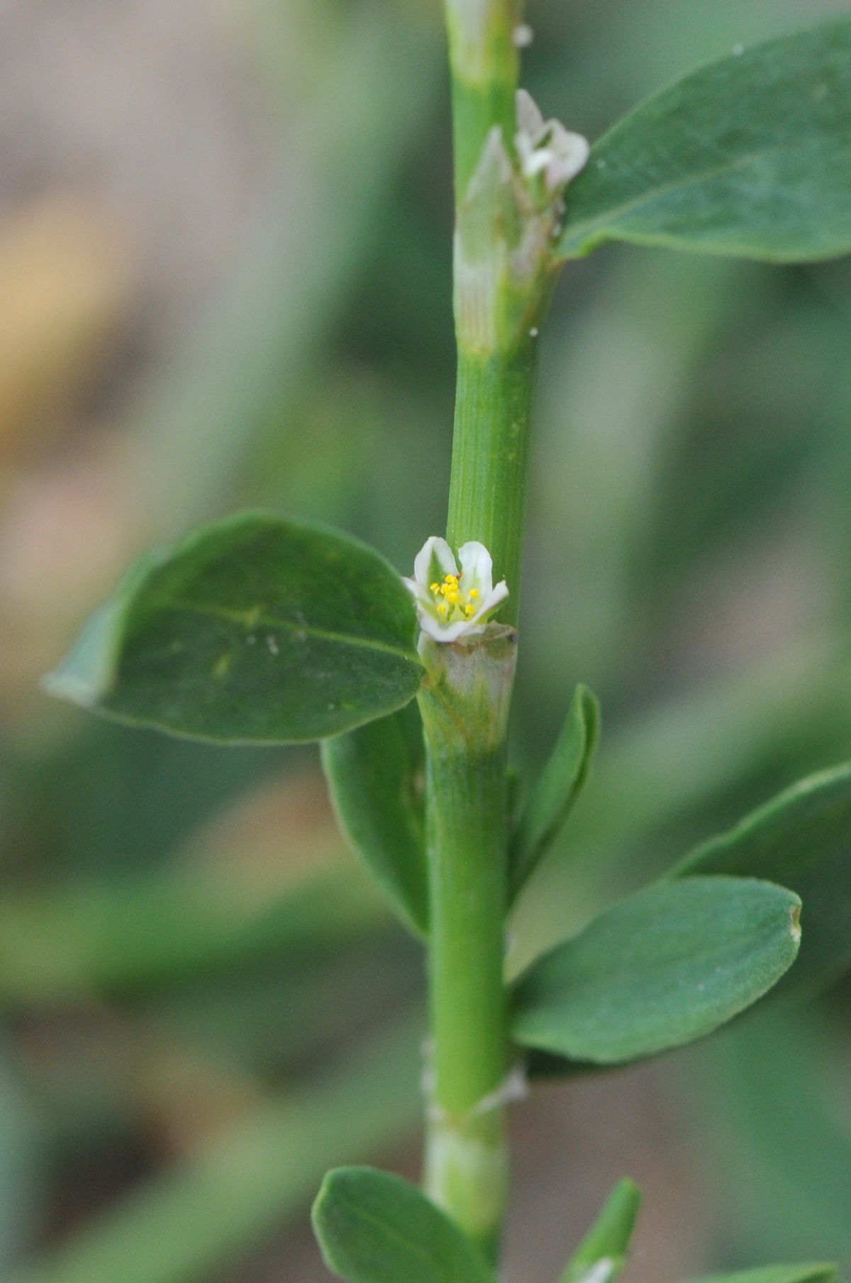 Polygonum aviculare (door Hans Toetenel)