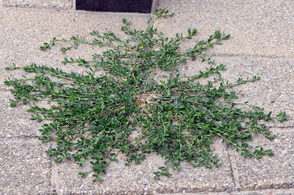 Polygonum aviculare (door Hans Toetenel)