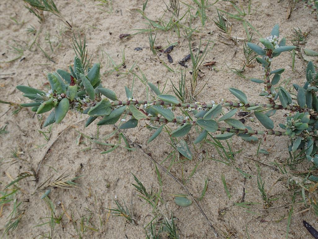 Polygonum maritimum (door Adrie van Heerden)