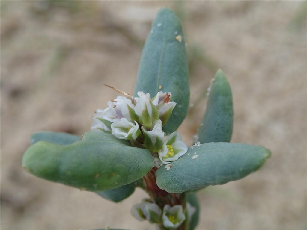 Polygonum maritimum (door Adrie van Heerden)