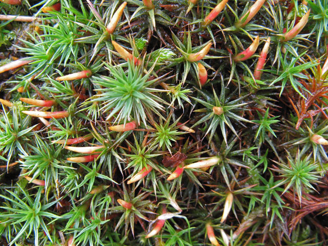 Polytrichum juniperinum var. juniperinum (door Hans de Bruijn)