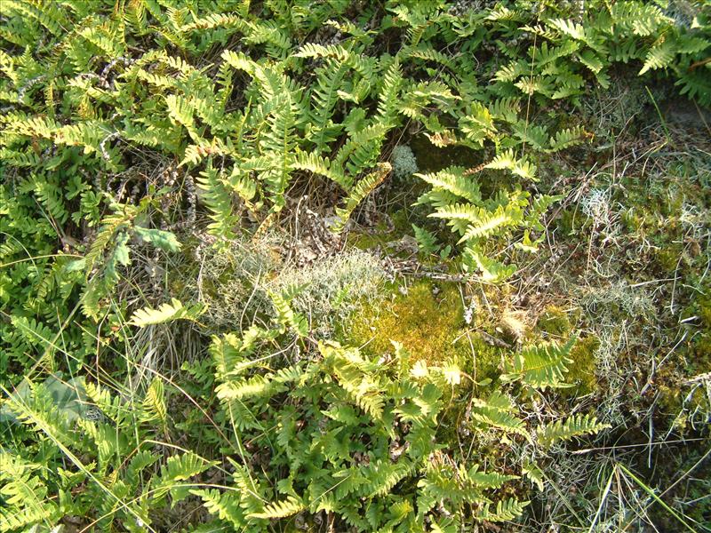 Polypodium vulgare (door Adrie van Heerden)