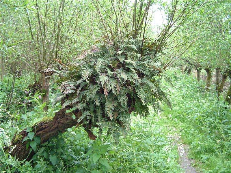 Polypodium interjectum (door Adrie van Heerden)