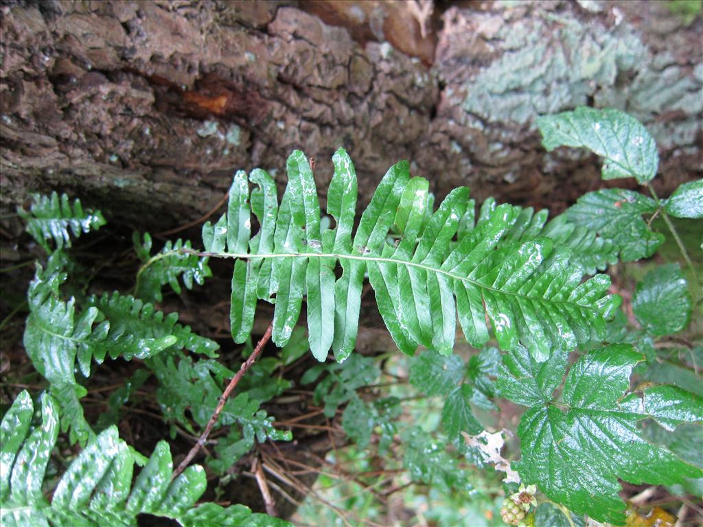 Polypodium vulgare (door Piet Bremer )