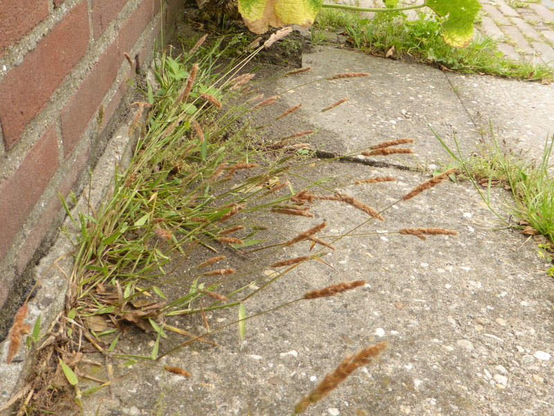 Polypogon fugax (door Grada Menting)