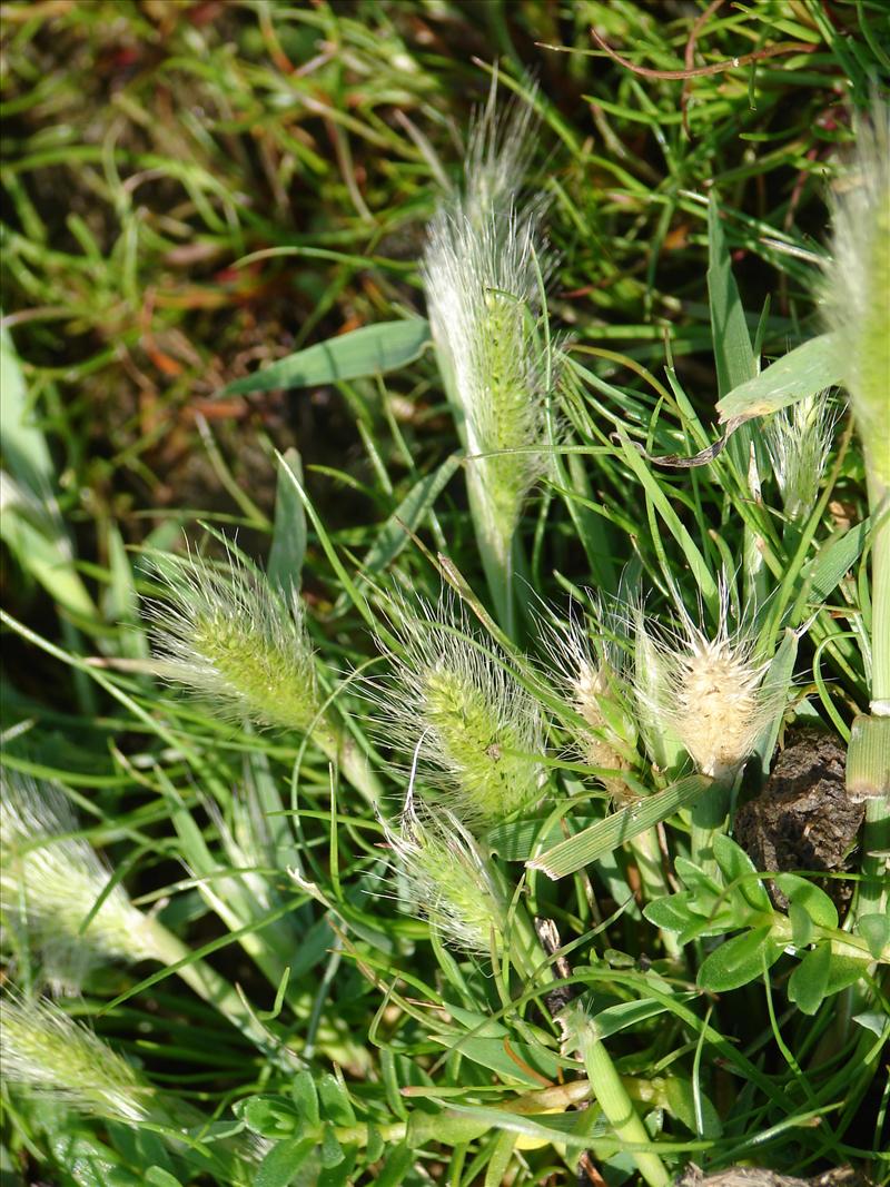 Polypogon monspeliensis (door Adrie van Heerden)