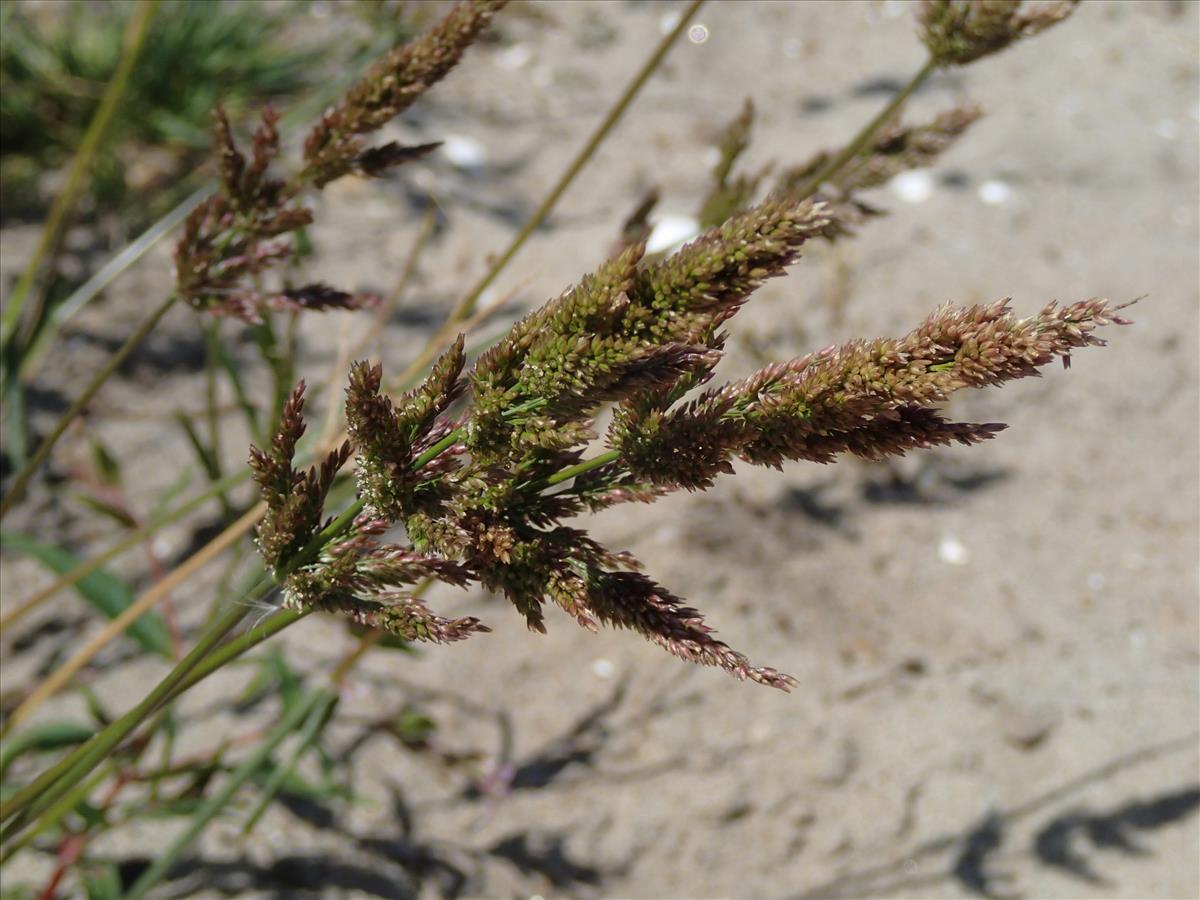 Polypogon viridis (door Adrie van Heerden)