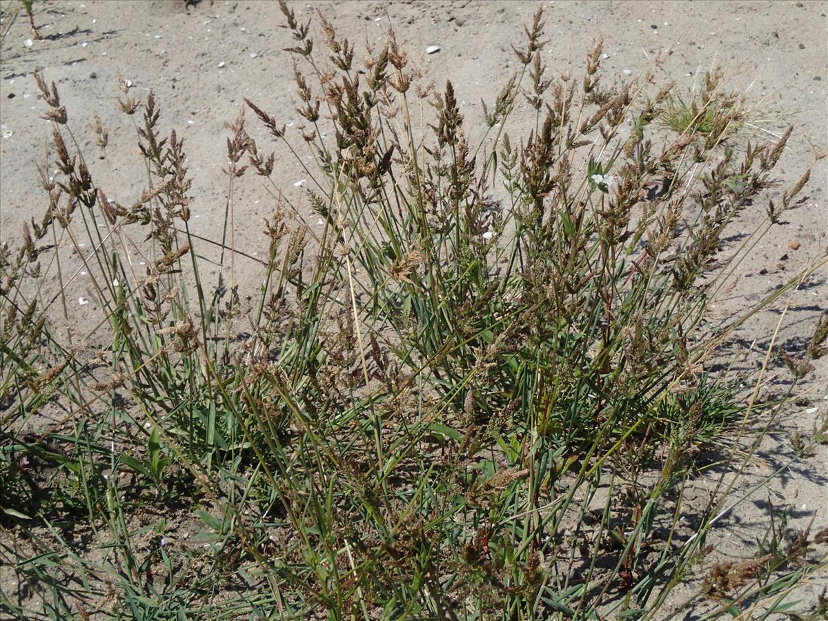 Polypogon viridis (door Adrie van Heerden)