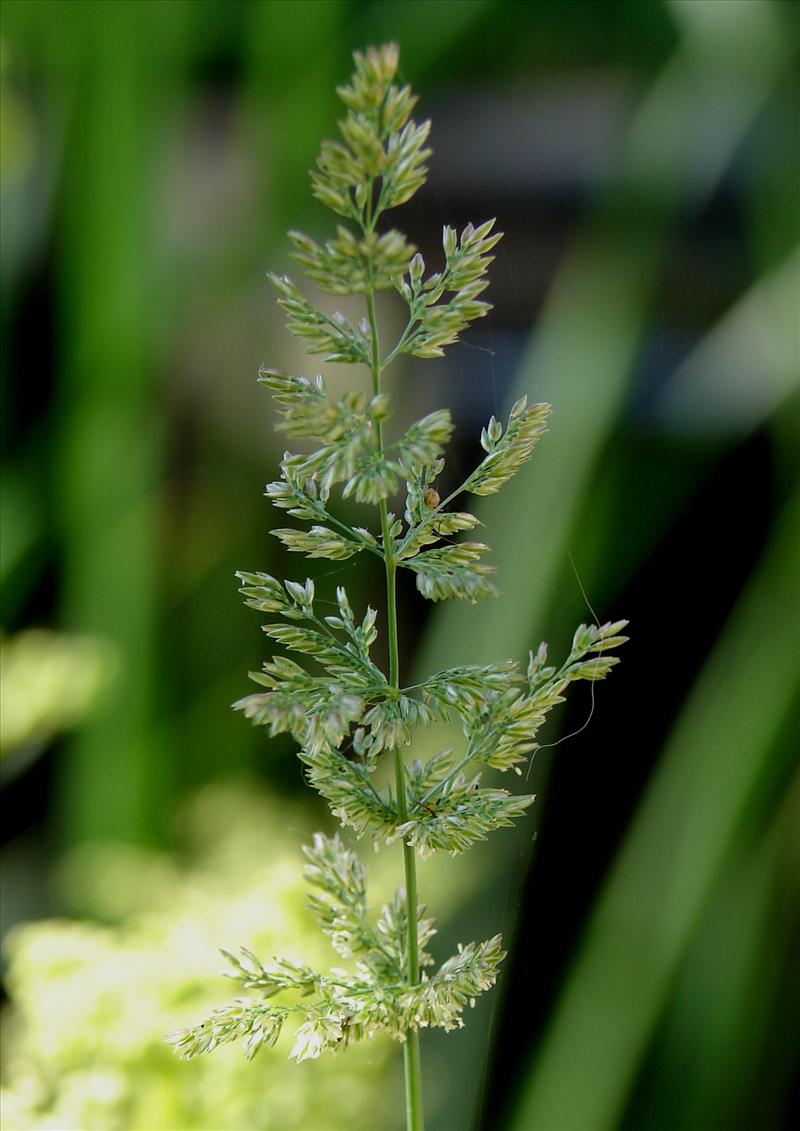 Polypogon viridis (door Adrie van Heerden)