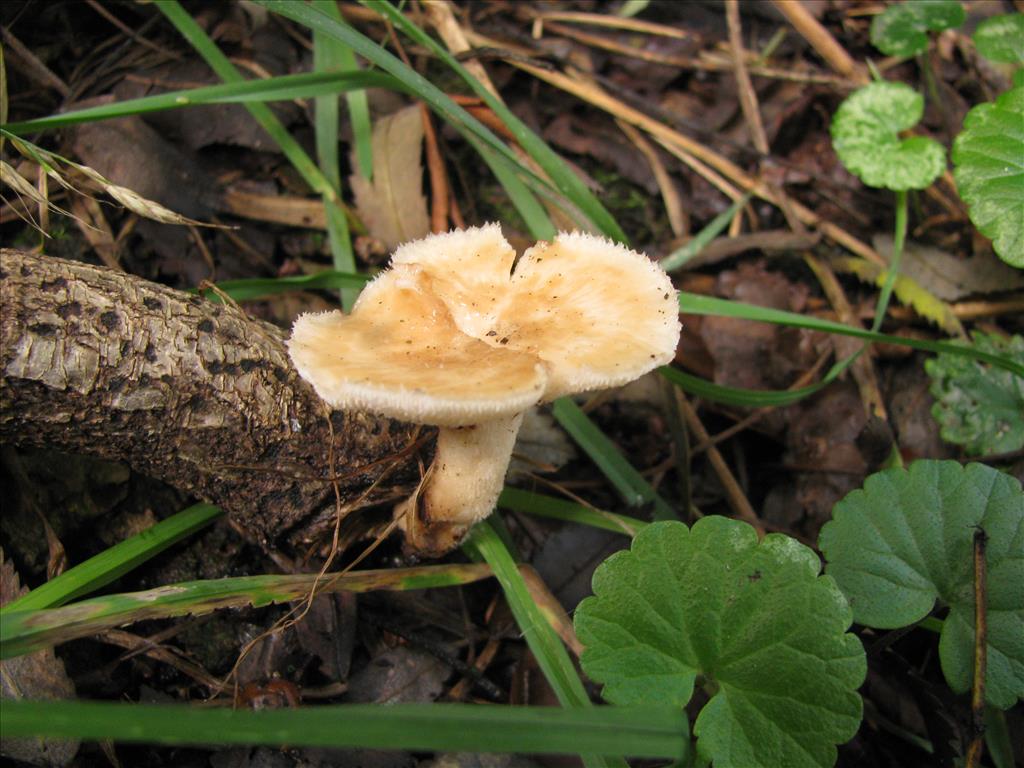 Polyporus tuberaster (door J.L.J. Wolfs)