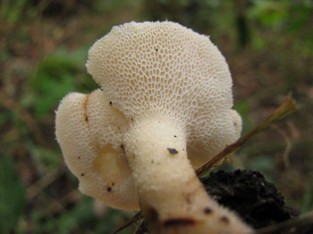 Polyporus tuberaster (door J.L.J. Wolfs)