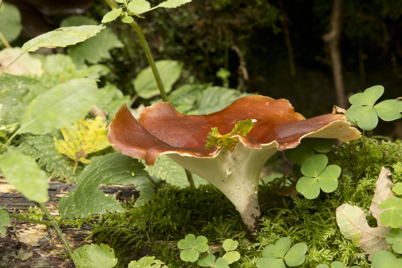 Polyporus badius (door Menno Boomsluiter)