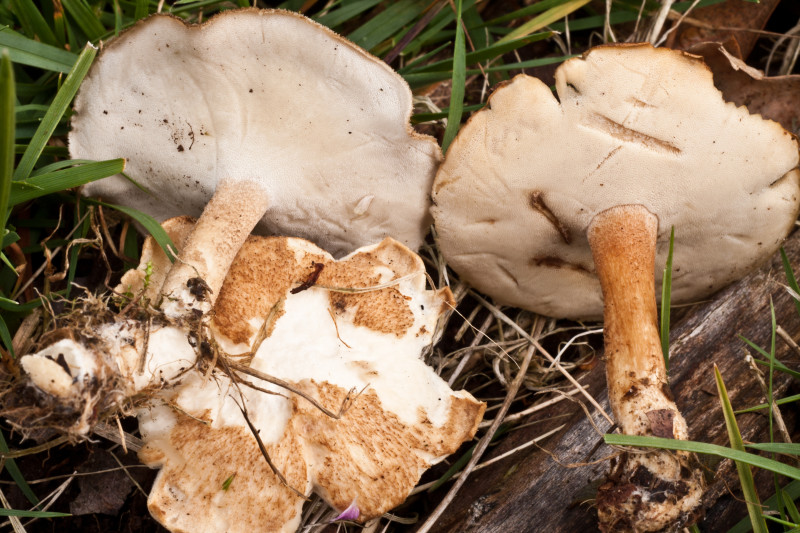 Polyporus ciliatus f. lepideus (door Aldert Gutter)