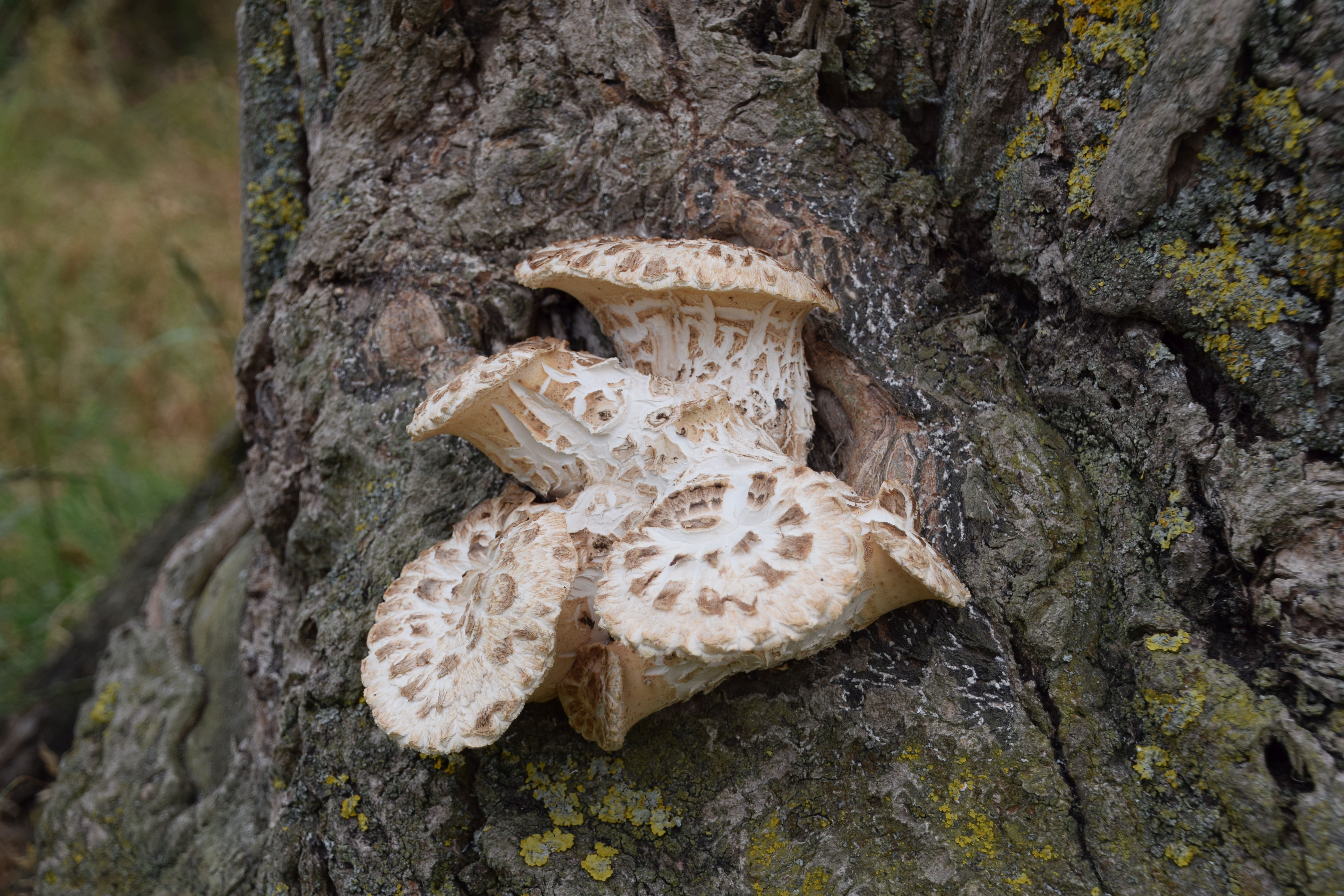 Polyporus squamosus (door Jan Hengstmengel)