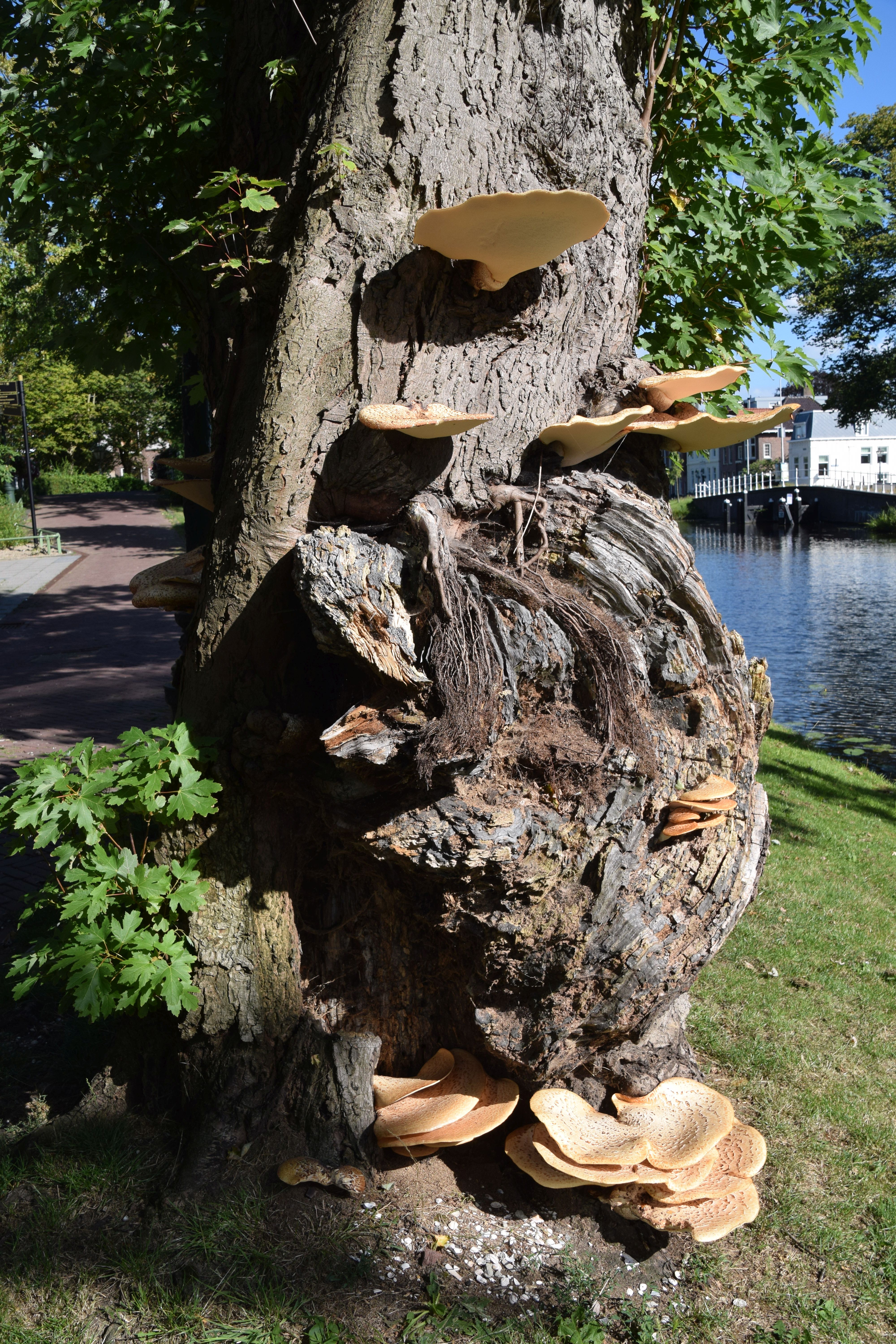 Polyporus squamosus (door Jan Hengstmengel)