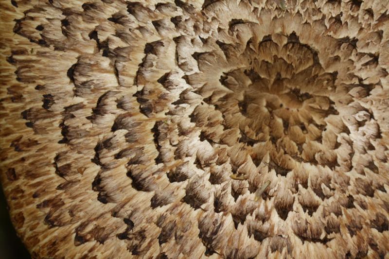 Polyporus squamosus (door Menno Boomsluiter)