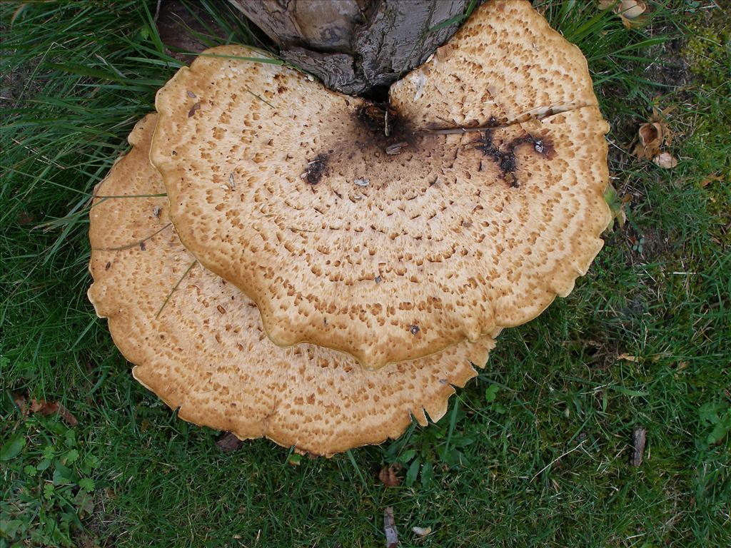 Polyporus squamosus (door Piet Bremer )