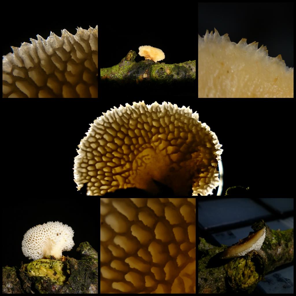 Polyporus tuberaster f. lentus (zonder sclerotium) (door Michel Beeckman)