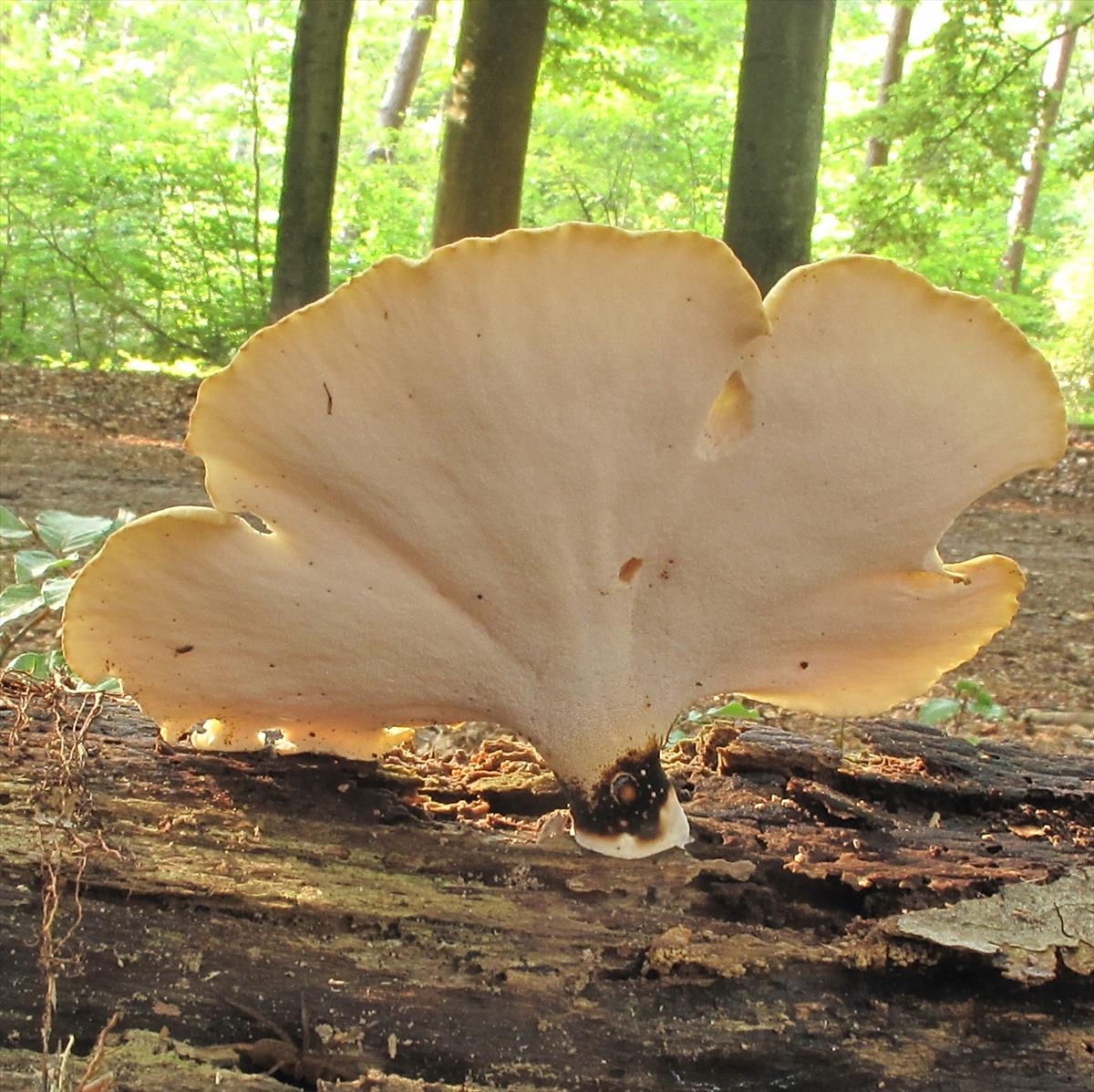 Polyporus varius (door Eduard Osieck)