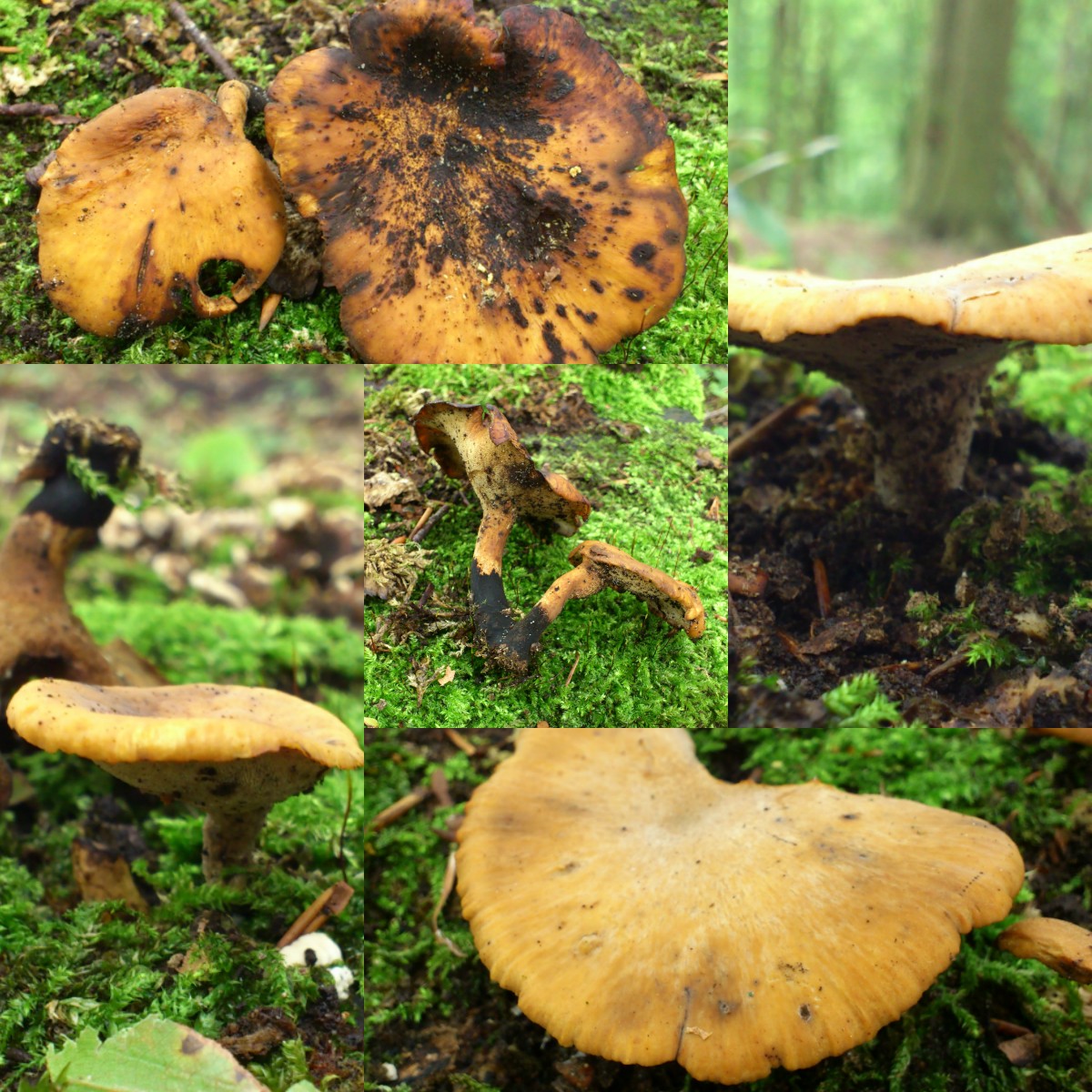 Polyporus varius (door Michel Beeckman)