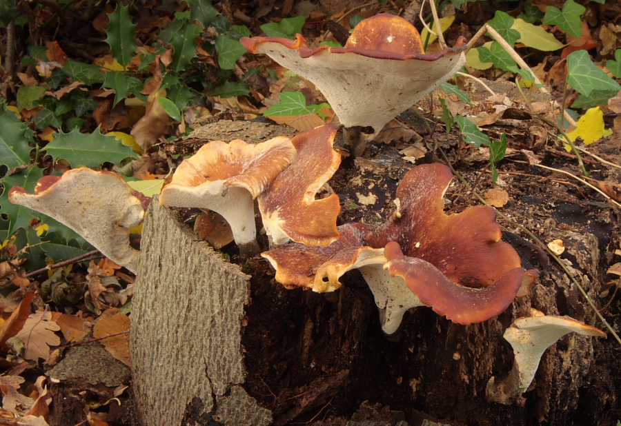 Polyporus badius (door Aldert Gutter)