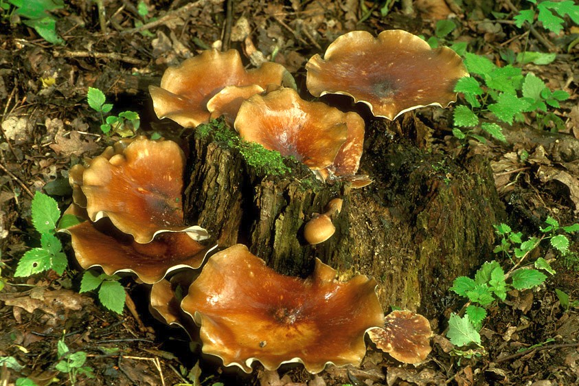 Polyporus badius (door Henk Huijser)