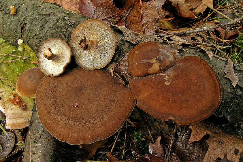 Polyporus brumalis (door Henk Huijser)