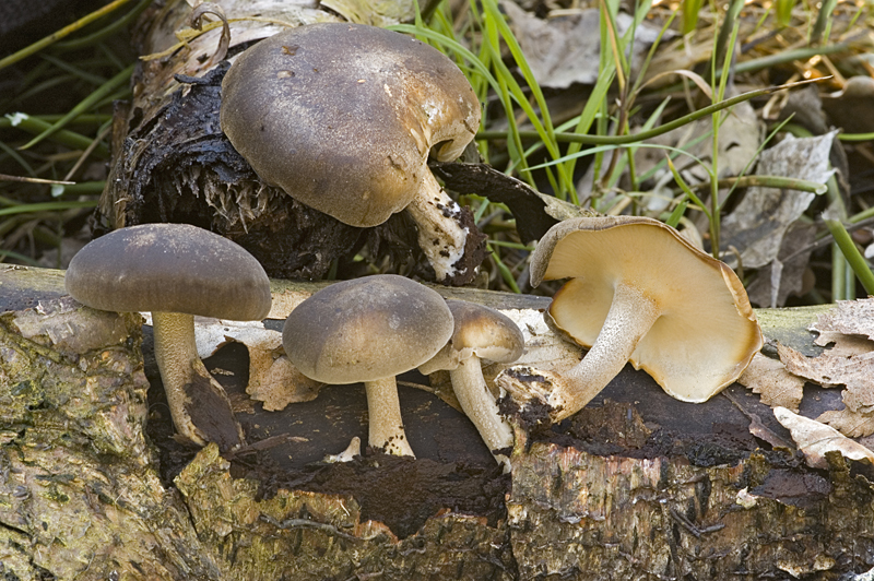 Polyporus ciliatus f. lepideus (door Nico Dam)